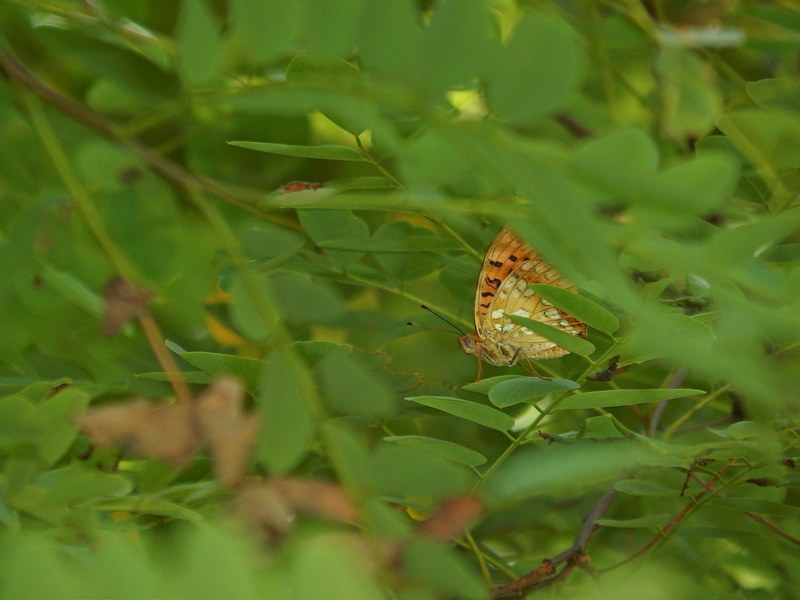 Argynnis aglaja?